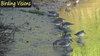 Least Sandpipers foraging along the shoreline in soft morning light [upl. by Cara]