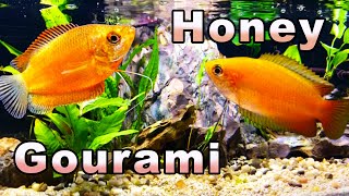 The Sweetest Gourami You Will Meet Honey Gourami Care and Breeding [upl. by Imis]