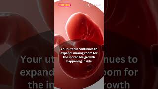 6 WEEK PREGNANT Whats Happening Inside You pregnant pregnancy pregnancysymptoms babyinwomb [upl. by Ahsemal182]