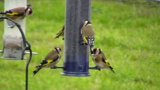 Goldfinches feeding on nyjer seed feeder [upl. by Eitra]