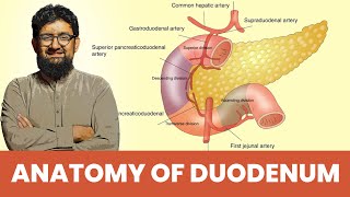 Anatomy of Duodenum  Hindi  Urdu [upl. by Gruchot]