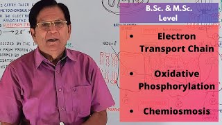 Electron Transport Chain Oxidative Phosphorylation amp Chemiosmosis  BSc amp MSc Level [upl. by Tudela]