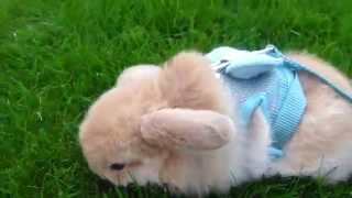 Miniature lop eared bunny  QQ Summer  Day out 1 [upl. by Alletse]