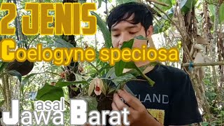 Di kira sama ternyata berbeda kenali anggrekmu lebih dekat Coelogyne speciosa [upl. by Pelagia207]