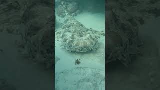 Finding Wobbegong Shark by accident [upl. by Lled283]