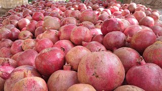 pomegranate garden in Afghanistan 🇦🇫 do like me best gardening methods in Afghanistan 🇦🇫 [upl. by Ycul]