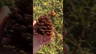 Guided Nature Mindfulness Activity for Kids and Families Pine Cone Addition [upl. by Spatz858]