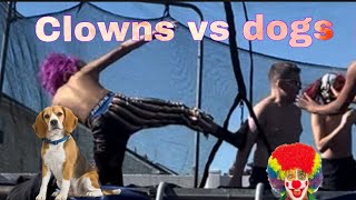 CLOWNS VS DOGS FIGHTING MATCHES  4 rounds [upl. by Refeinnej]