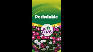 TLC Live  Periwinkle [upl. by Ja]