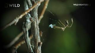 Spiders Enjoying Meals  Electronic Dark Cybergoth Music Video Cybergoth TNG Two  The Enigma TNG [upl. by Chavey175]