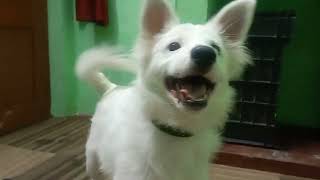 Indian spitz dog barking  indian spitz barking  dog barking [upl. by Malinde]