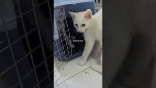 ADORABLE KITTENS TO BRIGHTEN YOUR DAY  Funny Cat Videos [upl. by Oretna217]