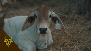 Mejoramiento genético en ambientes adversos adaptación productividad y fertilidad  GP 29 [upl. by Rolfe]