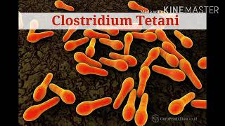 Clostridium tetani in tamil [upl. by Nidorf409]