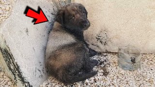 Tiny puppy left without a mother was found in a large barrel of diesel [upl. by Eecak27]