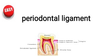 periodontal ligament [upl. by Ybreh]