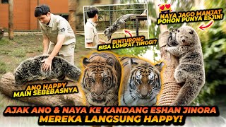 BINTURONG MAEN KE KANDANG HARIMAU  ANO NAYA OBRAK ABRIK KANDANG ESHAN JINORA [upl. by Judith]