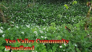 Yeo Valley Community Woodland [upl. by Ainel16]