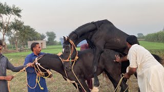 today My best video horse meeting breeding horse meeting breeding viralvideo [upl. by Ytinirt]