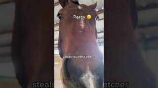 Animals at our Barn and their ✨Problems✨ funny horse shorts trending [upl. by Broderick]