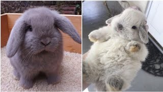 2021 Funny videos of little bunnies 🐇 cute bunnies [upl. by Noswad462]