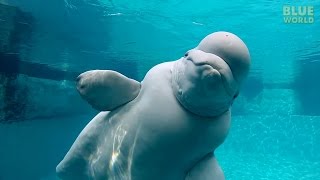 Beluga Whales of the Mystic Aquarium  JONATHAN BIRDS BLUE WORLD [upl. by Limay740]