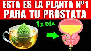 PLANTA 1 que MEJORA tu PRÓSTATA CÓMO TOMARLA [upl. by Wyly]