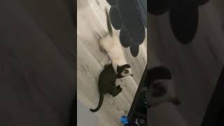 Super Cute Kittens Play kitten purrfection [upl. by Stephanie]