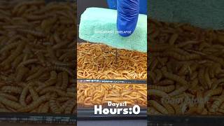 Mealworms vs Styrofoam Block ♻ mealworms insects plastic plasticpollution earth timelapse [upl. by Ruhl410]