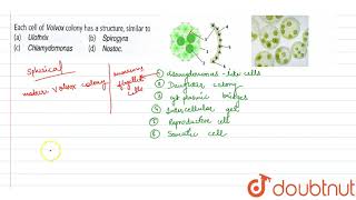 Each cell of volvox colony has a structure similar to [upl. by Bogart]