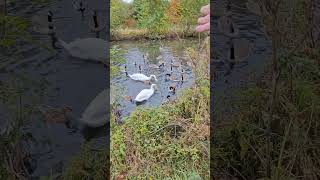 Feeding time at The Seven Arches  Sankey canal [upl. by Dysart801]