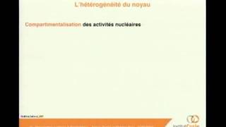 Lorganisation nucléaire et lépigénétique [upl. by Patricio861]