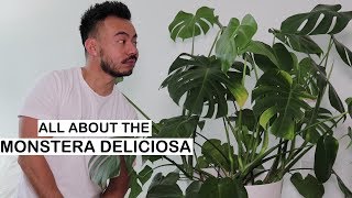 Monstera Deliciosa Care  Repotting  House Plants [upl. by Larner]