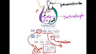 Regulation of Cortisol [upl. by Odlaner]