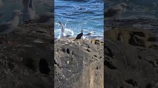 Bondi Beach so beautiful seagulls birds nice view Australia Sydney [upl. by Cammie976]