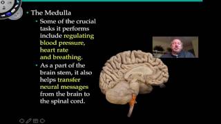 The Medulla Oblongata and Pons [upl. by Lawry]