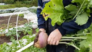 Turnip Harvest GROW [upl. by Nickey]