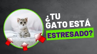 Señales de estrés en gatos CÓMO AYUDARLOS [upl. by Irakuy]