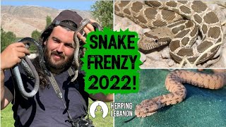 INSANE HERPING SEASON Snake Frenzy 2022 [upl. by Chubb]