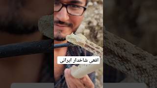 افعی شاخدار ایرانی pesudocerastes persianhornedviper hornedviper vipers shorts snake [upl. by Eelimaj]