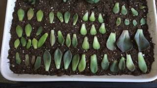 How to Propagate and Grow SUCCULENTS [upl. by Hoenack]