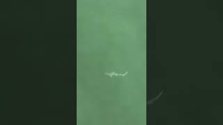 Bonnethead Shark came in really shallow to hunt [upl. by Frayne]