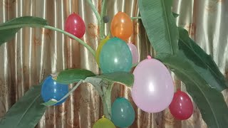 Asmr  fun popping lots of balloonsbanana balloonballonpopcalorviralasmrballoon boom asmr [upl. by Dorella24]