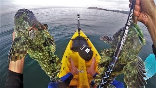 Catch and Cook Two HUGE VENOMOUS BLUE FISH Lets Eat [upl. by Earb]