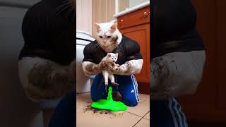 The Muddy Misadventures 🐾💩 From Bath Time to Chaos 😱cat cattalescatfunnyvideosshorts catvideos [upl. by Ahsein]