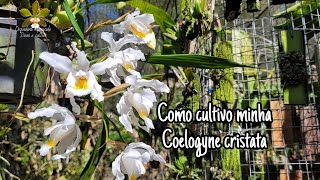 Como cultivo minha Coelogyne cristata [upl. by Lowndes]