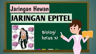 Jaringan Epitel Kelas 11  Bab Jaringan Hewan [upl. by Anigger109]