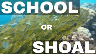 How schooling fish swim as one [upl. by Khalid]