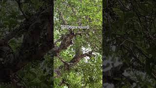 गूलर Ficus racemosafig gk plantas agriculture youtubeshorts channel viralshorts [upl. by Wolfy]