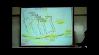 TRANSCRIPTION TRANSLATION amp THE FORMATION OF UREA amp URIC ACID by Professor Fink [upl. by Etterraj]